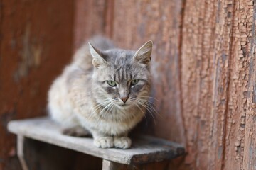 Cat sitting on a wooden bench near a wall © pavlofox