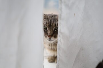 Cat peeking through white fabric near a window © pavlofox