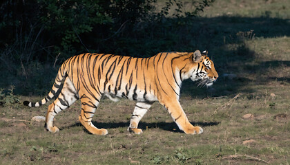 Obraz premium Full body side profile of a majestic Bengal tiger walking through a grassy field
