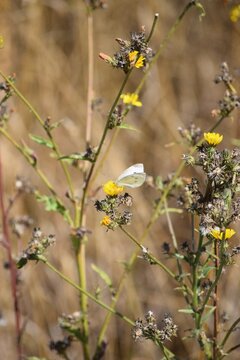 Cabbage white butterfly meets Shield bug