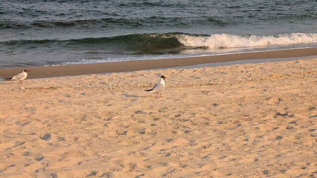 Serene Beach Scene with Two Birds