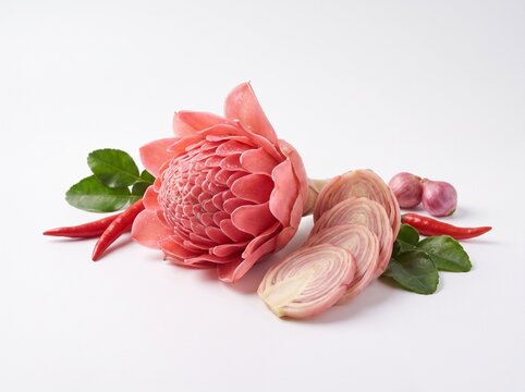 Fresh pink torch ginger flower or bunga kantan with sliced stem, red chili peppers, shallots, and kaffir lime leaves isolated on white background