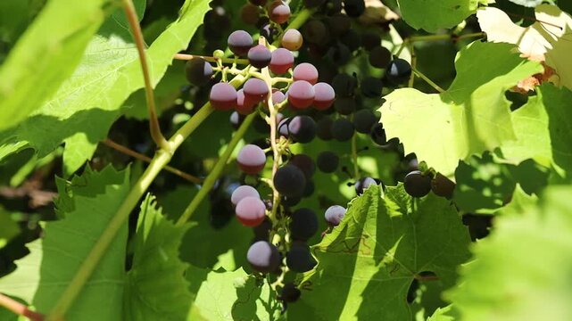 Grapes grow on vines during summer season