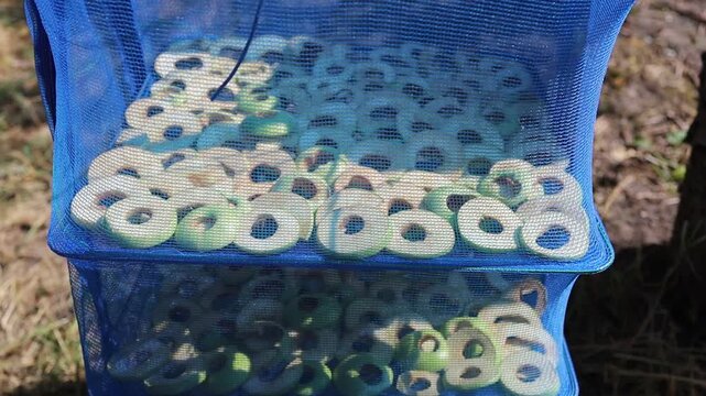 Drying sliced ​​apples in the sun
