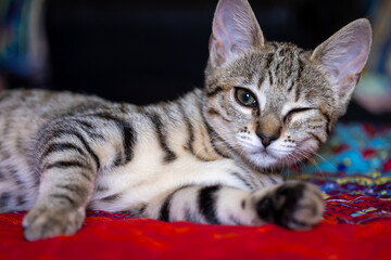 A cute grey tabby kitten is resting on a vibrant, colorful blanket and gives a playful wink to the camera. The young feline sits comfortably in this indoor shot. © Andrea