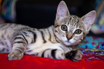 A young tabby kitten with green eyes rests on a colorful patterned blanket. The feline stares directly into the lens with a curious and attentive expression. © Andrea