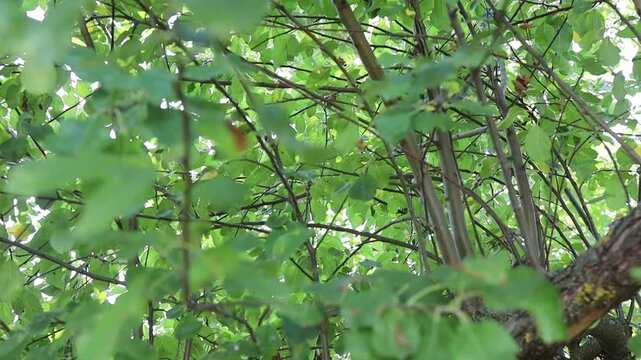 Leaves rustling in a tree on a sunny day