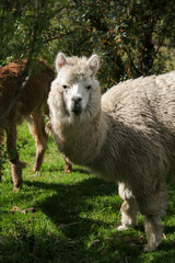 A white alpaca stands in a green field and looks directly at the camera. In the background, a brown alpaca grazes near the trees on a bright and sunny afternoon. © Andrea