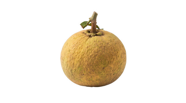 Single ripe santol fruit with stem isolated on transparent background for healthy food and agricultural photography