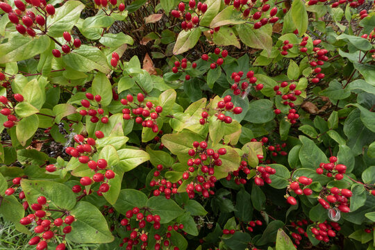 Hypericum androsaemum shrub showing red berries among green leaves