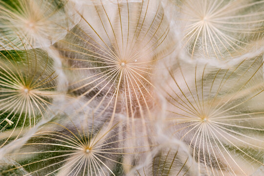 A close-up macro view of delicate dandelion seeds forming intricate geometric patterns in the sunlight. The soft white structures radiate outward from center points.