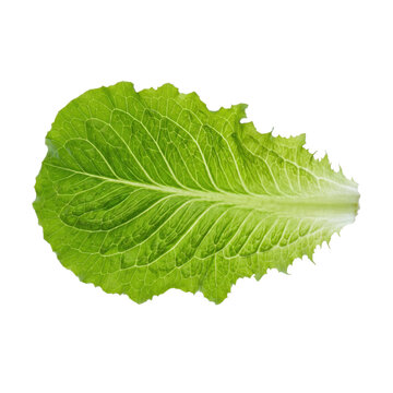 Single fresh green romaine lettuce leaf with visible veins on a white background