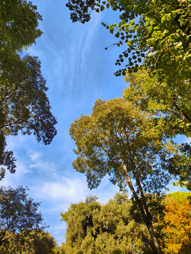 A low-angle view looking up at the canopy of diverse trees against a clear blue sky with thin clouds. Sunlight illuminates the leaves, capturing the vibrant nature.