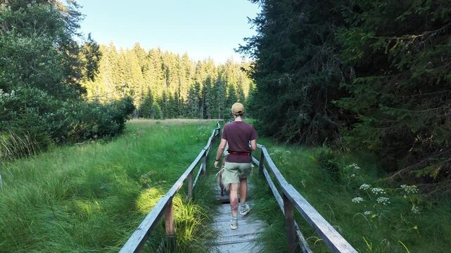Woman hikes with two dogs German and Australian shepherds on a boardwalk in Jankova Bara, Kopaonik, Serbia. Outdoor footage suits travel, pets and ecotourism themes