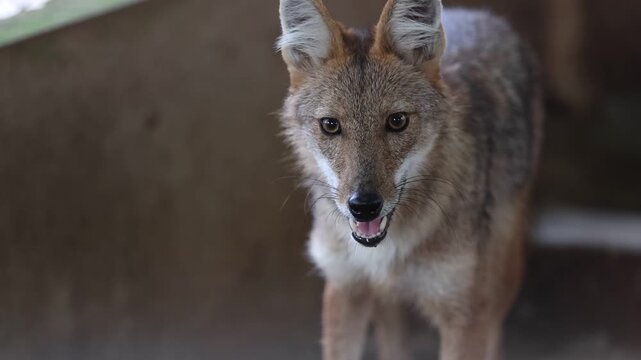 Gray Wolf Portrait in a Zoo Wildlife Setting