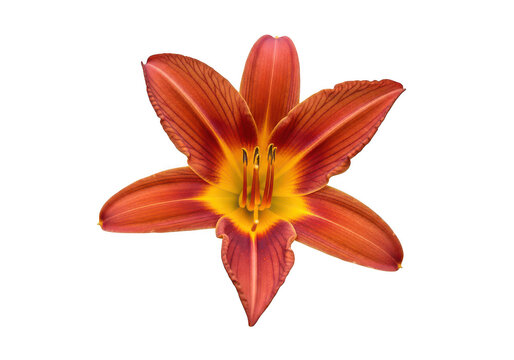 Beautiful vibrant orange daylily flower isolated on transparent background
