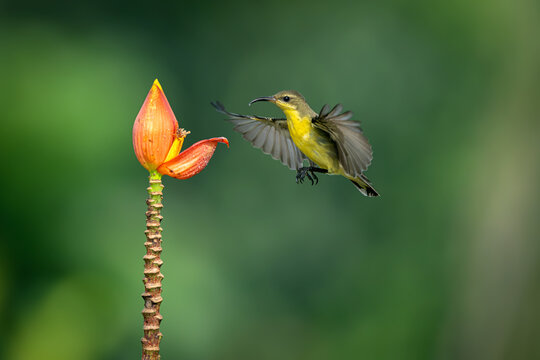 Purple jumped Sunbird female landing on the banana flower