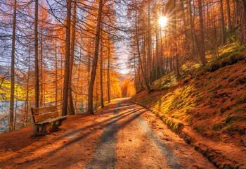 Fototapeta premium Wooden bench on trail path through golden larch forest in autumn at sunset Dolomites, Italy. Colorful alpine landscape with sunbeams, rural road, orange trees, mountain slope, red foliage in fall