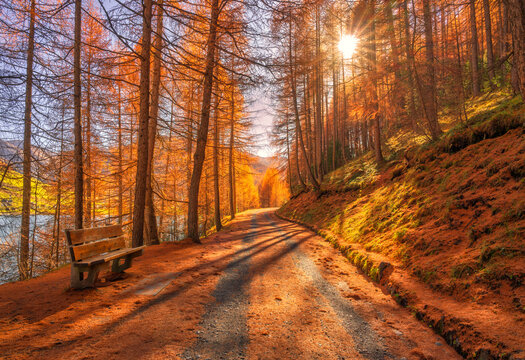 Wooden bench on trail path through golden larch forest in autumn at sunset Dolomites, Italy. Colorful alpine landscape with sunbeams, rural road, orange trees, mountain slope, red foliage in fall
