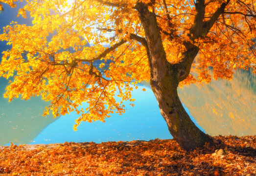 Golden maple tree with autumn leaves on turquoise alpine lake shore in Switzerland at sunset. Fall landscape with sunbeams, sun flare, tree with fallen orange and red leaves, water reflection