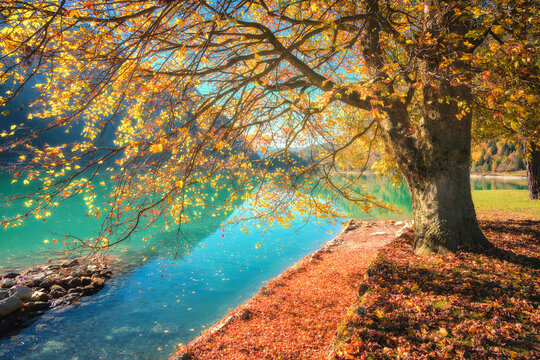 Large maple tree with yellow autumn leaves on turquoise lake shore in Switzerland at sunset. Alpine fall landscape with fallen orange leaves, water reflection, mountain peaks and clear blue water