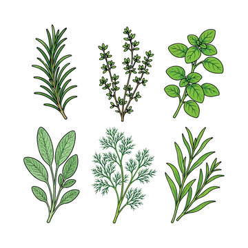 Fresh Culinary Herb Collection Vector, Rosemary, Thyme, Basil, Sage, Dill and Tarragon Botanical Illustrations