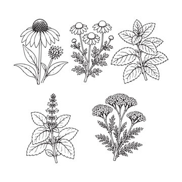 Medicinal and Herbal Plants Line Art Collection, Echinacea, Chamomile, Mint, Basil and Yarrow Botanical Illustration.