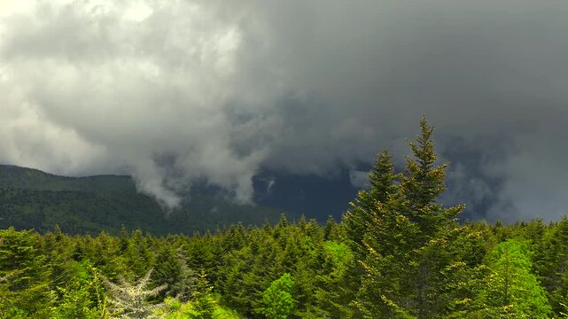 Humid forest in summer foggy mountains. Beautiful nature in rainy season.