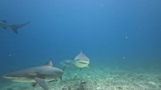 Bull sharks are gracefully swimming underwater, showcasing powerful ocean wildlife and marine predators during a shark feeding encounter in the clear blue waters of the Fiji islands