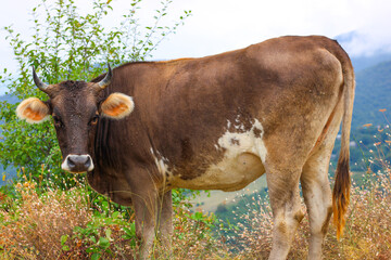 Cow © tamara