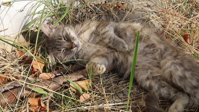 Cat resting in grass and leaves in warm sunshine