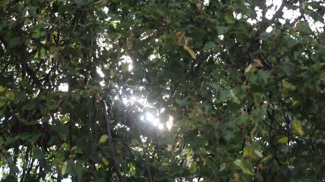 Sunlight shining through green leaves in the park