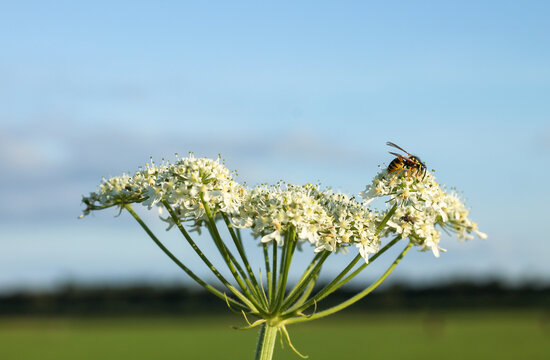 Photo of a wild carrot flower photographed from the side, showing its white blooms, thick and thin stems, with a bee resting on top enjoying the flowers