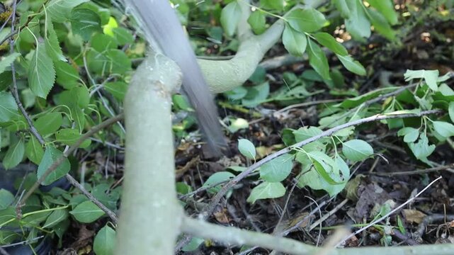 Cutting branches in a garden during daytime