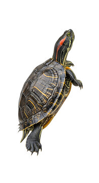 Red-eared slider turtle portrait isolated on transparent background