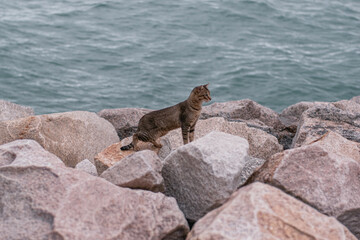 Naklejka premium Stray tabby cat standing on large coastal rocks at the seashore with turquoise sea water in the background. Domestic pet animal outdoor portrait near the ocean