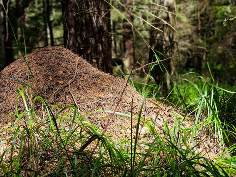 Huge anthill in a pine forest. Huge anthill in pine forest,