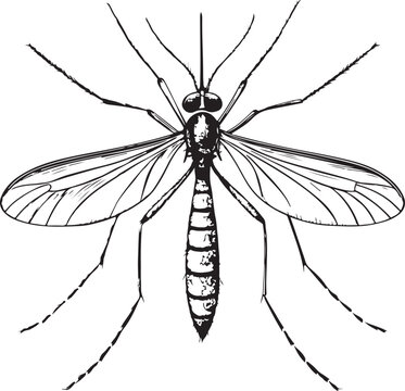 Mosquito Household Pest Hand-drawn Sketch Drawing Vector Illustration, Line Linear Symbol Black and White Engraving, Isolated