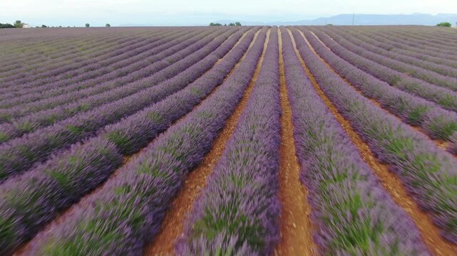 Campi di lavanda in fiore, Provenza
