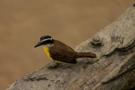 A great kiskadee photographed from above, showing fine detail up close, perched on the railing, the screw that secures the railing is visible