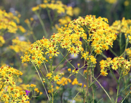 In the wild, the plant common ragwort (Jacobaea vulgaris) grows among the grasses