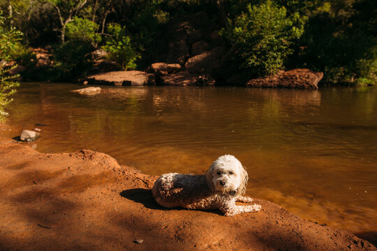 Dog Resting on Red Sand Shoreline by the River in Sedona