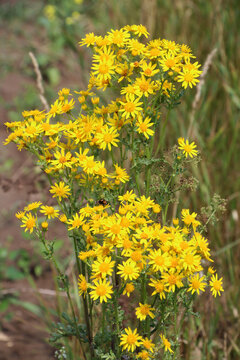 The plant common ragwort (Jacobaea vulgaris) grows in the wild