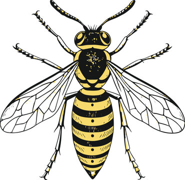 Yellowjacket Household Pest Insect Vector Illustration, Isolated
