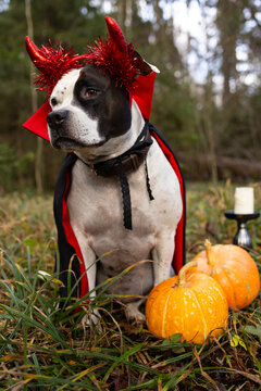 Funny american staffordshire terrier dog in halloween devil costume with red horns and sunglasses standing in autumn park.