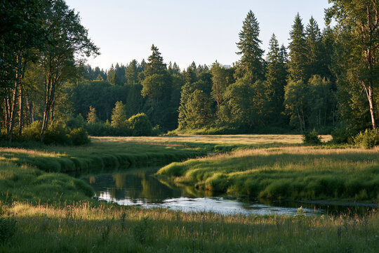 Native edge protected from development by dense growth