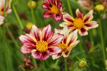 fleurs © pia