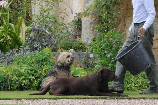 chiens