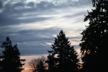 Layered blue-gray clouds drift above silhouetted evergreen trees as a soft early spring sunrise adds pale peach light to the horizon in a quiet morning sky. © Ryan
