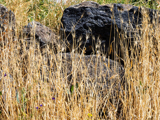 yellow grass burnt out by sun and old tuff boulder © Ekaterina